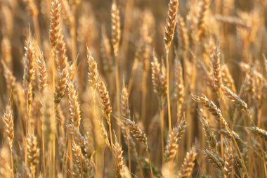 Güneşli tarlada altın buğday desenleri yumuşak ışıkta arkasında bulanık tarlalarla
