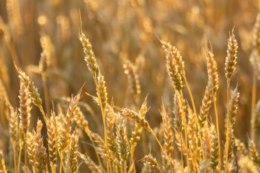 Güneşli tarım tarlasında buğday dikenleri yüzeysel bir derinliğe sahip.