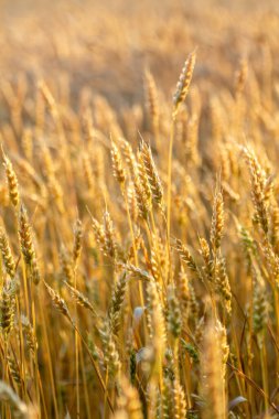 Buğday tanelerinin dikey yakın çekimi altın güneş ışığı altında ve arkasında yumuşak bulanık bir alan var.