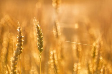 Yakın çekim olgun buğday kulakları, bulanık arkaplanlı altın güneş ışığı altında parlıyor.
