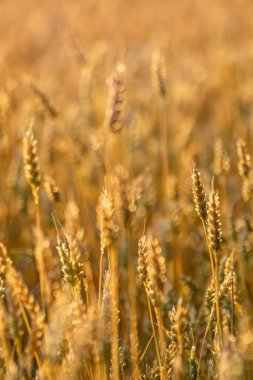 Buğday başaklarının yakın plan çekimleri altın ışıkta yumuşak bulanık alan arkaplanıyla