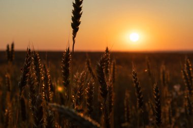 Buğday kulakları gün doğumunda ışıldayan güneş tarafından aydınlatılır, yaz tarlalarının altın rengi.