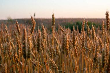 Sabah vakti tarım sahasına yakın çekim yapan buğday tarlaları bulanık arkaplanlı.