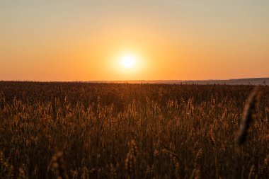 Güneş buğday tarlalarının üzerinde ışıldıyor ılık sabah ışığında