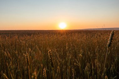 Buğday tarlası manzarası. Olgun buğday kulaklarının üzerinde altın sabah güneşi parlıyor.