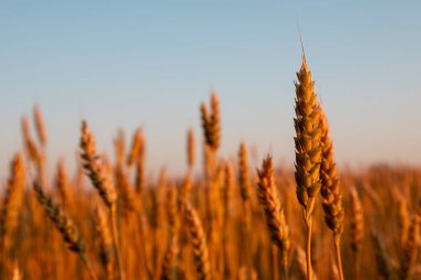 Buğday kulağı sıcak güneş ışığında yaz tarlasında büyüyor.
