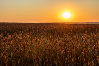 Olgun buğday ekinlerinin üzerinde parlayan altın sabah güneşi tarım arazisi manzarasında