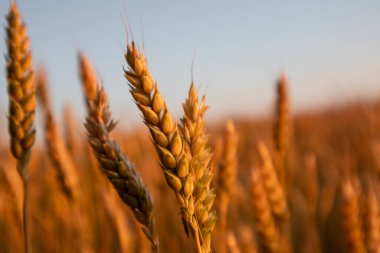 Yaz kırsalında altın ışıkta, buğday dalları yakın planda mavi gökyüzü arkaplanıyla