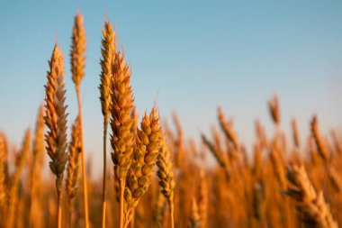 Buğday dalları yakın planda, güneşli bir yaz sabahı mavi gökyüzü arka planında.