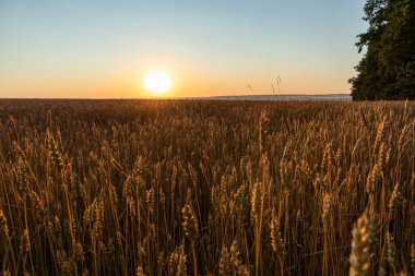 Buğday tarlası manzarası. Olgun buğday ekinlerinde gün doğumu güneşi parlıyor.