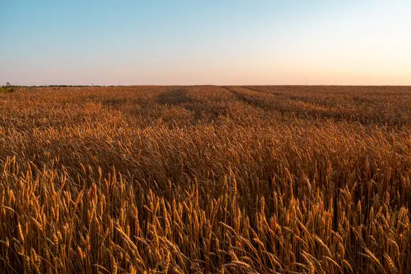 Olgun buğday ürünleri ılık güneş ışığında, tarım arazisi manzarası berrak mavi gökyüzü