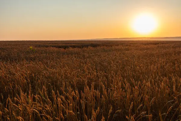 Buğday tarlasında parlayan altın güneş, olgun arpa ekinleriyle dolu kırsal manzara