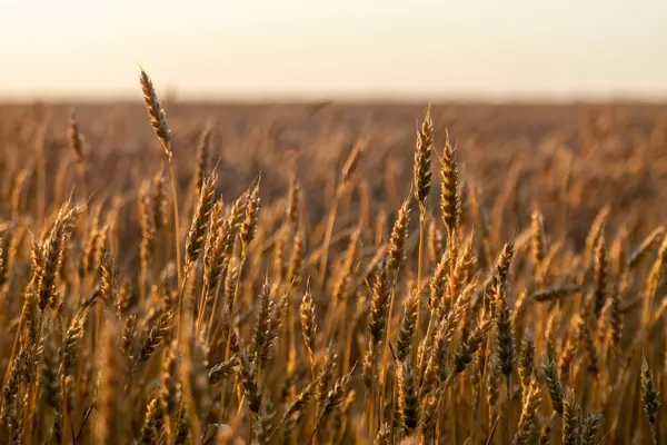 Tohum tarlası manzarasında açık güneşli gökyüzü ile olgunlaşmış buğday yakın çekim