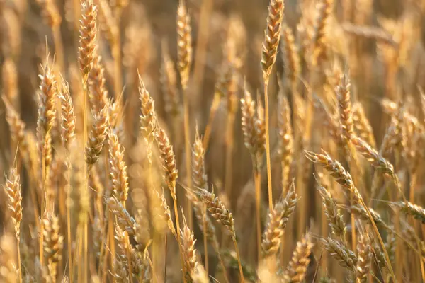 Güneşli tarlada altın buğday desenleri yumuşak ışıkta arkasında bulanık tarlalarla