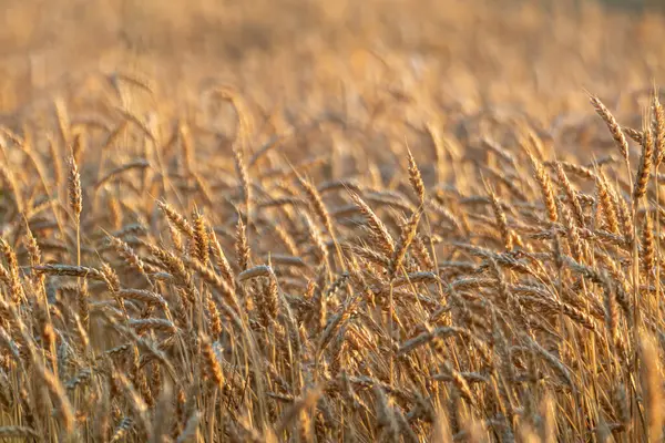Güneşli tarlada altın buğday desenleri ve bulanık tarlalar