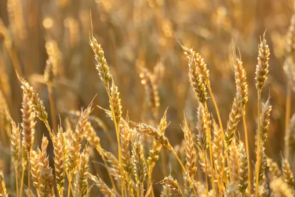 Güneşli tarım tarlasında buğday dikenleri yüzeysel bir derinliğe sahip.