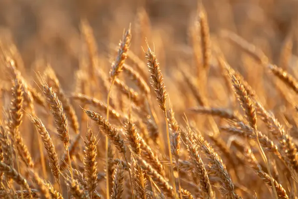Altın tonlarda buğday kulakları doğal dokuyu ve yumuşak tarım manzarasını gösteriyor