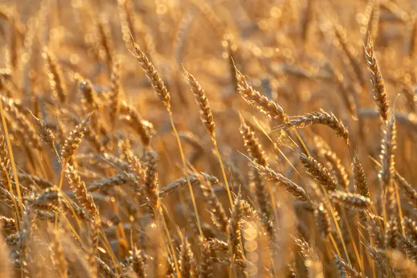 Olgun buğday kulakları altın güneş ışığı, yaz tahıl tarlası dokuları