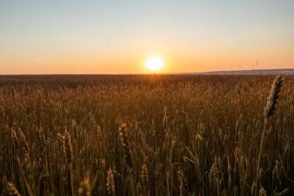 Buğday tarlası manzarası. Olgun buğday kulaklarının üzerinde altın sabah güneşi parlıyor.