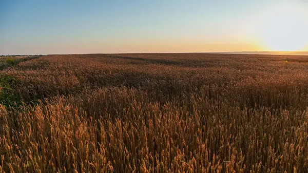 Sabah güneşi ve açık mavi gökyüzü manzaralı buğday tarlası