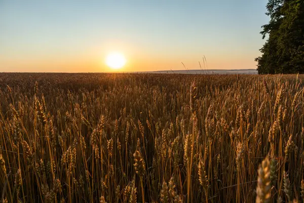 Buğday tarlası manzarası. Olgun buğday ekinlerinde gün doğumu güneşi parlıyor.