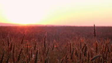 Altın sabah güneşi, güneş doğarken kırsal alanda, buğday dalalarında parlıyor.