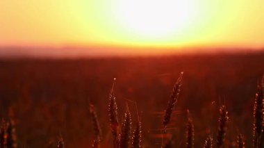 Buğday başaklarında parlayan altın güneş, arka planda bulanık yaz tarlası olan yakın çekim döngüsü görüntüleri.