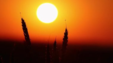 Altın buğday taneciklerine yakın çekim günbatımının kontrastlı ışığında güneş tarlanın üzerinde parlarken