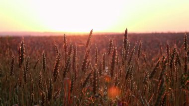 Buğday tarlalarında altın güneş ışığı döngüsü görüntüleri ve arka planda bulanık yaz manzarası.