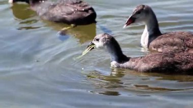 Yavaş yavaş göl sularında yüzen siyah ördeklerin yakın çekimi.