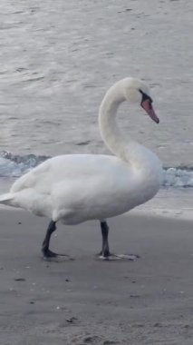 Deniz akıntısı tarafından tımarlanan beyaz kuğu, sakin kıyılardaki tüyleri temizliyor.
