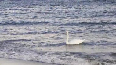 Deniz dalgaları üzerinde kumsalda yüzen zarif beyaz kuğu. Huzurlu bir sahil manzarası.