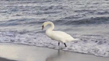 Beyaz kuğu tüylerini yumuşak doğal ışıkta yumuşak deniz dalgalarıyla kumlu deniz kıyısına serper.