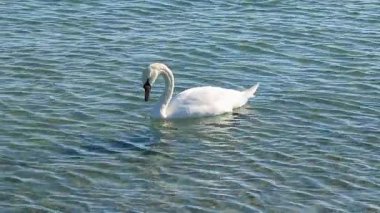 Beyaz kuğu dalgalı deniz suyunun üzerinde yüzer, başını suya daldırarak yiyecek arar.