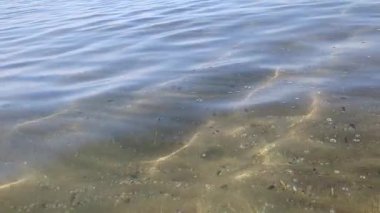 Ay denizanaları, açık ve sığ sularda, su altında parlayan güneş ışınlarıyla dalgalanan kumların üzerinde yüzerler.