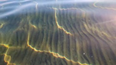 Parlak güneş ışınları ve sakin sularla kumlu deniz tabanında yüzen minik balıklar.