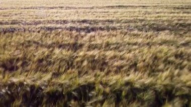 Altın saatinde hava güneşli arpa tarlaları, sallanan ekinler ve kırsal alanlar, ileri doğru uçuyorlar.