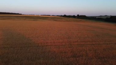 Yeşil ağaçlarla çevrili altın yaz buğday tarlaları üzerinde uçan hava aracı yumuşak gündoğumu ışığı altında.
