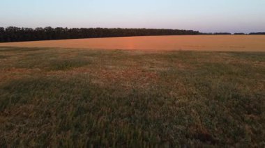 Yaz buğday tarlalarının, ağaç sınırlarının, tarımsal dokuların ve sabah ışığının havadan çekilmiş altın saat görüntüleri.