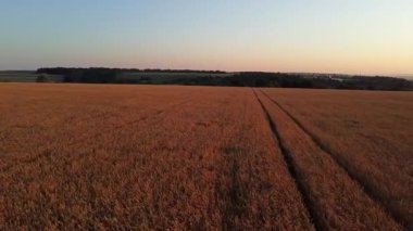 Gökyüzünde açık mavi gökyüzü olan, ılık gündoğumu ışığında yeşil ağaçlı, havadan altın bir buğday tarlası.