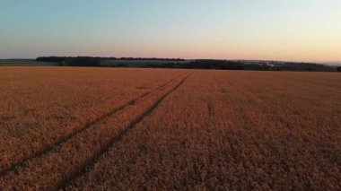 Sıcak gündoğumu ışığında yeşil ağaçlı havadan altın yaz buğday tarlaları