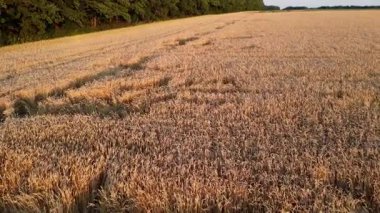Yeşil ağaçlı altın yaz buğday tarlasının insansız hava aracı görüntüsü açık mavi gökyüzü ile güneşin doğuşunda