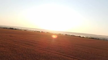 Sıcak sabah ışığında yeşil ağaçlı altın yaz buğday tarlalarının sinematik FPV görüntüsü