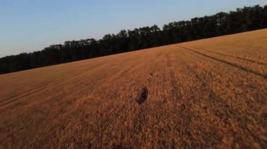 Sinema İHA 'sı altın yaz buğday tarlaları üzerinde alçaktan ve hızlı uçuyor ılık sabah ışığında yeşil ağaçlarla