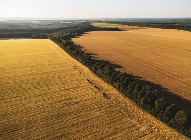 Havadan olgun tarım alanları altın buğday tarlalarıyla aydınlık yaz güneşi altında