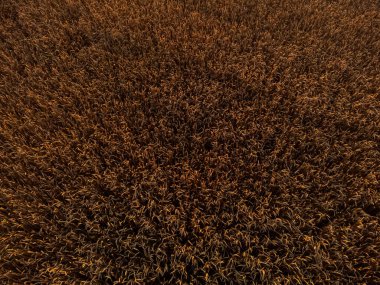 Altın yaz buğday tarlası dokusu Ilık sabah ışığında aşağı bakar