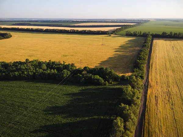 Yazın Ukrayna 'da buğday tarlaları ve yeşil ağaçlı kırsal tarım arazisi