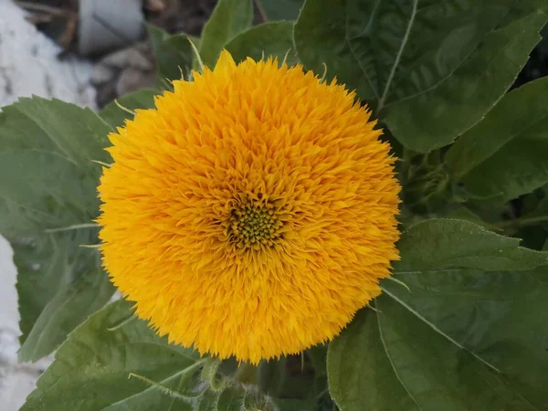 Yellow Sunflower Flora Summer — Stock Photo, Image