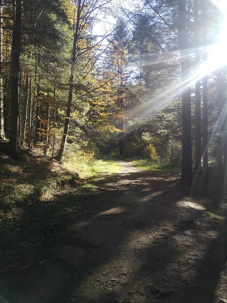 Baumsilhouetten Herbstlichen Wald Mit Sonnenstrahlen — Stockfoto