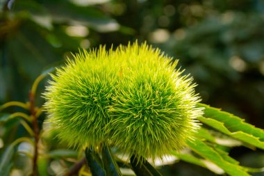 Ağaç dalında çiğ kestane.